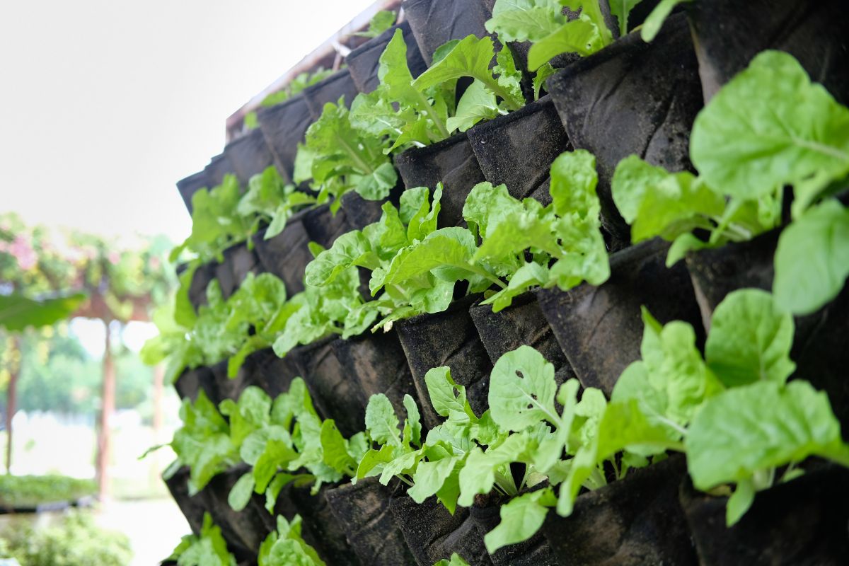 Vertical Garden.jpg
